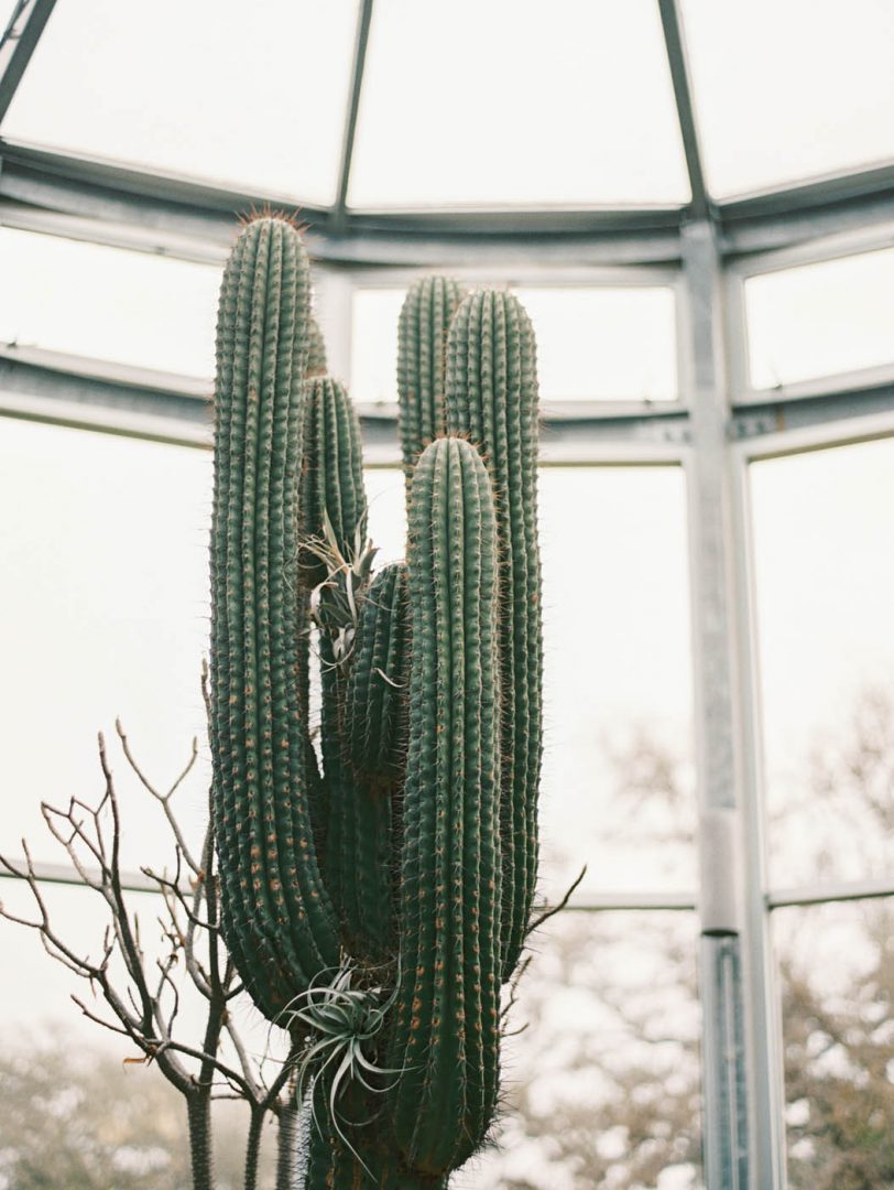 cactus inside the greenhouse at driftwood